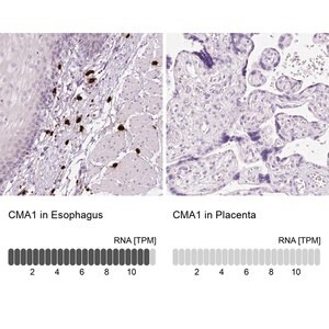 Merck ANTI-CMA1