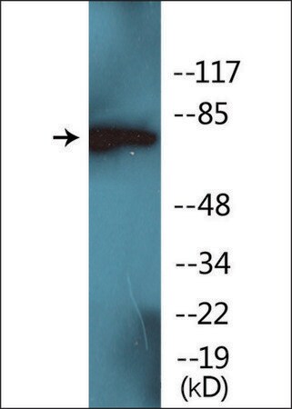 Merck Anti-phospho-PKC delta (pTyr52) antibody produced in rabbit