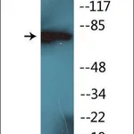 Merck Anti-phospho-PKC delta (pTyr52) antibody produced in rabbit