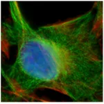 Thermo Fisher Scientific Rabbit anti-Mouse IgG (H+L) Superclonal Secondary Antibody, Alexa Fluor 488