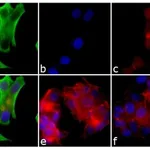 Thermo Fisher Scientific Goat anti-Mouse IgG, IgM, IgA (H+L) Secondary Antibody, Alexa Fluor 488