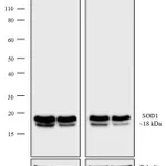 Thermo Fisher Scientific Donkey anti-Mouse IgG (H+L) Secondary Antibody, Biotin