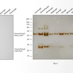 Thermo Fisher Scientific Goat anti-Guinea Pig IgG (H+L) Highly Cross-Adsorbed Secondary Antibody, HRP