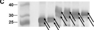 Merck MONOCLONAL ANTI-POLYHISTIDINE CLONE HIS&