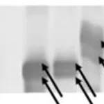 Merck MONOCLONAL ANTI-POLYHISTIDINE CLONE HIS&