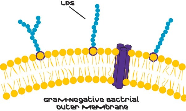 Merck LIPOPOLYSACCHARIDES FROM PSEUDOMONAS AER
