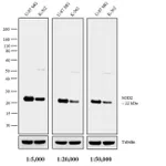 Thermo Fisher Scientific Goat anti-Mouse IgG, IgM (H+L) Cross-Adsorbed Secondary Antibody, AP