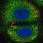 Merck Anti-TSBP1 antibody produced in rabbit