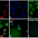 Thermo Fisher Scientific Goat anti-Human IgM (Heavy chain) Cross-Adsorbed Secondary Antibody, Alexa Fluor 647