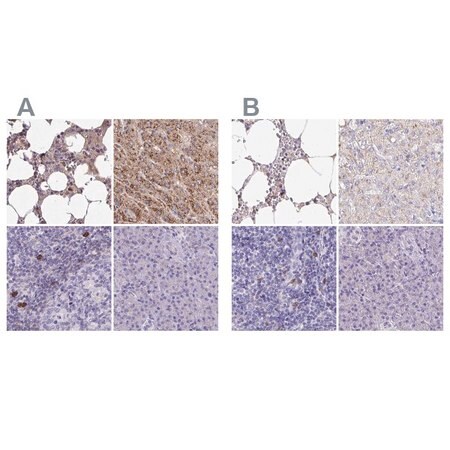 Merck Anti-CAT antibody produced in rabbit