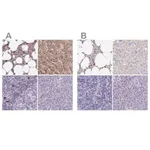 Merck Anti-CAT antibody produced in rabbit