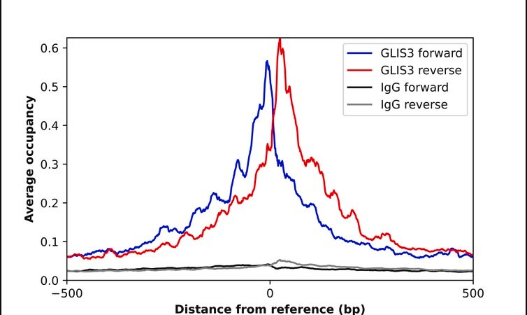 Merck Anti-GLIS3 antibody produced in rabbit