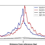 Merck Anti-GLIS3 antibody produced in rabbit