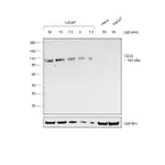 Thermo Fisher Scientific Rabbit anti-Goat IgG (H+L) Secondary Antibody, HRP