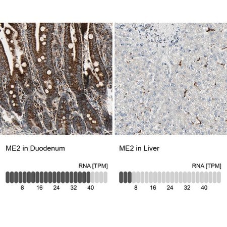 Merck Anti-ME2 antibody produced in rabbit