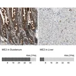 Merck Anti-ME2 antibody produced in rabbit