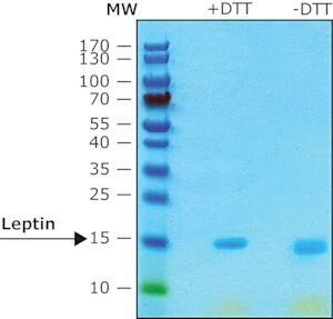 Merck LEPTIN (OB), RAT, RECOMBINANT