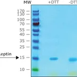 Merck LEPTIN (OB), RAT, RECOMBINANT