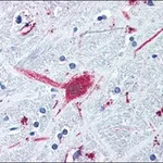 Merck ANTI-DRD3 / DOPAMINE