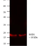 Thermo Fisher Scientific Donkey anti-Mouse IgG (H+L) Cross-Adsorbed Secondary Antibody, DyLight 680