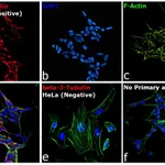 Thermo Fisher Scientific Goat anti-Mouse IgG2a Cross-Adsorbed Secondary Antibody, Alexa Fluor 633