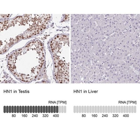 Merck Anti-HN1 antibody produced in rabbit