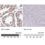 Merck Anti-HN1 antibody produced in rabbit