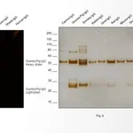 Thermo Fisher Scientific Goat anti-Guinea Pig IgG (H+L) Highly Cross-Adsorbed Secondary Antibody, Alexa Fluor 568