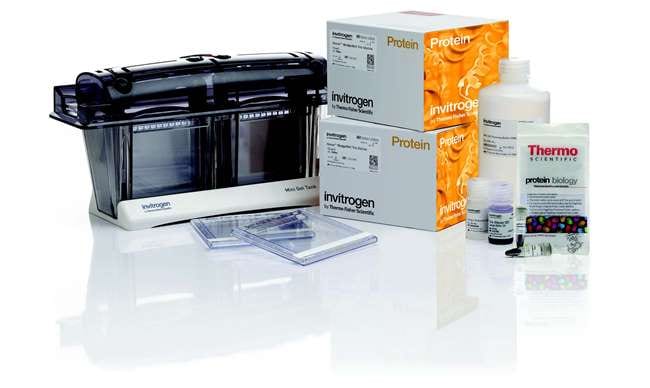Thermo Fisher Scientific Novex WedgeWell Tris-Glycine Welcome Pack, 8%, 10-well, 1 Welcome Pk. kit