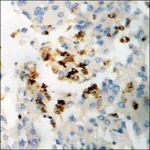 Merck Anti-phospho-SGK (pSer422) antibody produced in rabbit