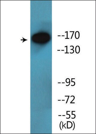 Merck Anti-phospho-NFAT5/TonEBP (pSer155) antibody produced in rabbit