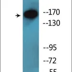 Merck Anti-phospho-NFAT5/TonEBP (pSer155) antibody produced in rabbit