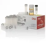 Thermo Fisher Scientific One Shot INVαF` Chemically Competent E. coli