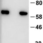 Thermo Fisher Scientific Mouse anti-Human IgA Secondary Antibody