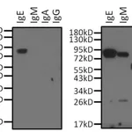 Thermo Fisher Scientific Mouse anti-Human IgE Secondary Antibody