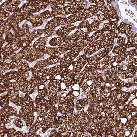 Merck Anti-HMCN1 antibody produced in rabbit