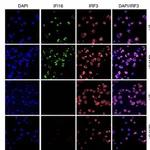 Thermo Fisher Scientific Donkey anti-Sheep IgG (H+L) Cross-Adsorbed Secondary Antibody, Alexa Fluor 568