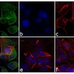 Thermo Fisher Scientific Goat anti-Mouse IgG, IgM (H+L) Secondary Antibody, Alexa Fluor 488