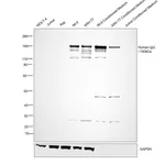 Thermo Fisher Scientific Rabbit anti-Human IgG (H+L) Secondary Antibody, Biotin