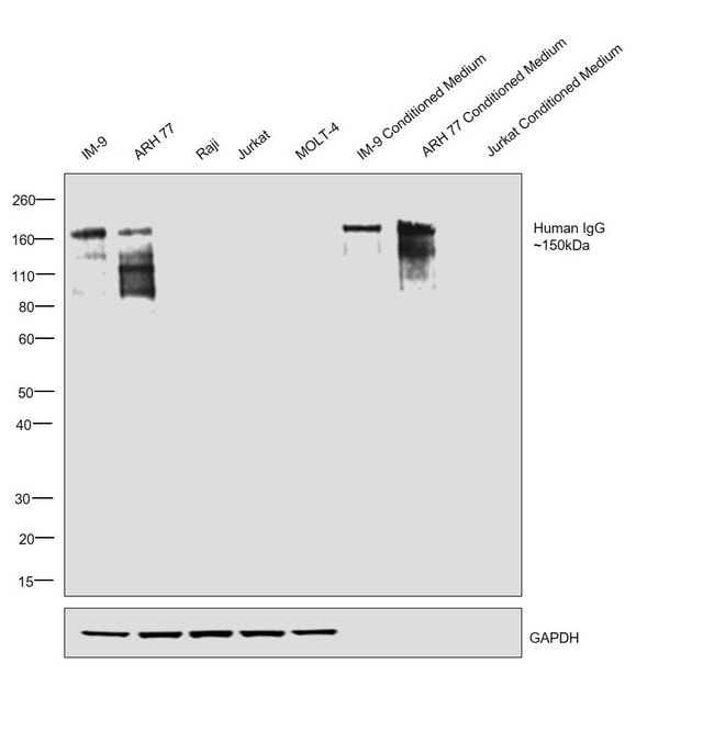 Thermo Fisher Scientific Goat anti-Human IgG Fc Highly Cross-Adsorbed Secondary Antibody, HRP