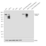 Thermo Fisher Scientific Goat anti-Human IgG Fc Highly Cross-Adsorbed Secondary Antibody, HRP