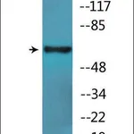Merck Anti-phospho-SLP-76 (pTyr128) antibody produced in rabbit