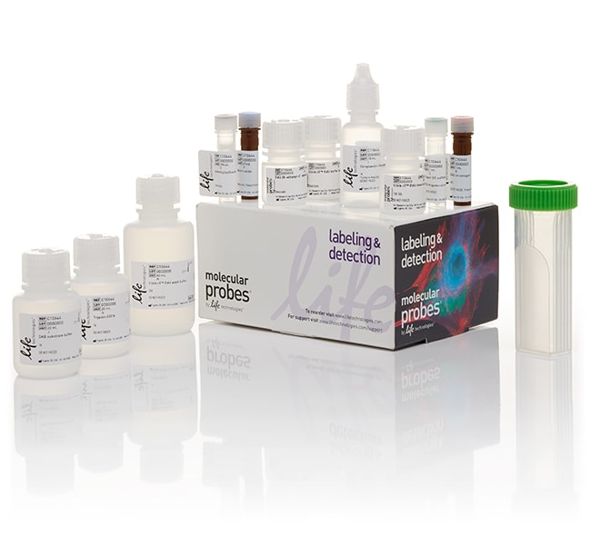 Thermo Fisher Scientific Click-iT EdU Colorimetric IHC Detection Kit