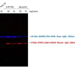 Thermo Fisher Scientific Rabbit anti-Mouse IgG (H+L) Cross-Adsorbed Secondary Antibody, Alexa Fluor 568