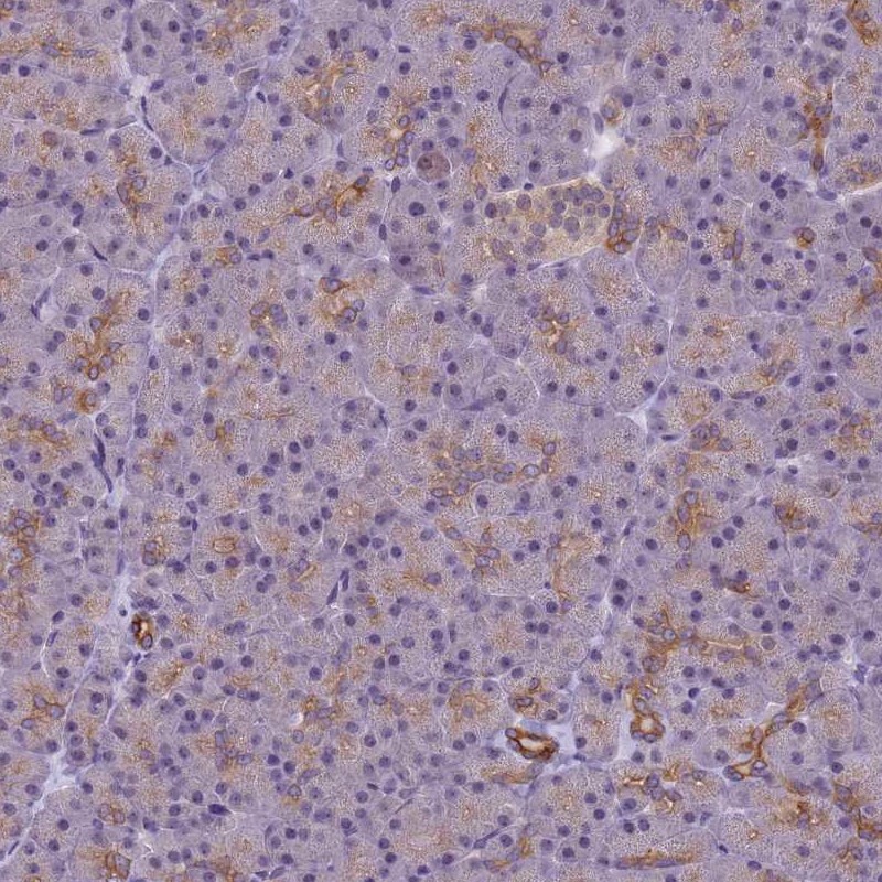 Atlas Antibodies Anti-VWA3A Antibody
