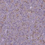 Atlas Antibodies Anti-VWA3A Antibody