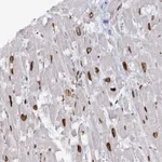 Atlas Antibodies Anti-VWA5A Antibody