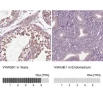 Atlas Antibodies Anti-VWA5B1 Antibody