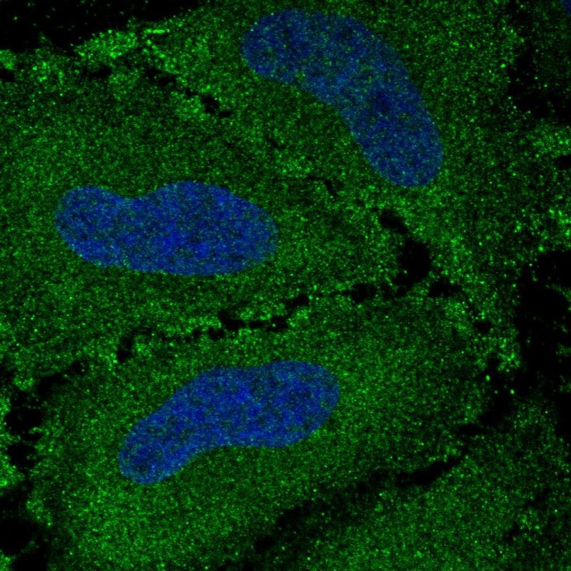 Atlas Antibodies Anti-VWA7 Antibody
