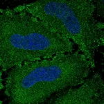 Atlas Antibodies Anti-VWA7 Antibody